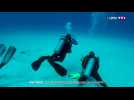 Plongée avec des requins bouledogues au Mexique