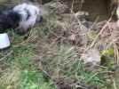 Le chien a été retrouvé dans un caniveau