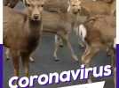VIDEO LCI PLAY - Coronavirus : les animaux reprennent le pouvoir