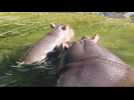Un bébé hippopotame mâle né le 12 février et sa mère Nema au zoo de Pairi Daiza