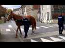 Clermont. Quatre chevaux s'échappent et se promènent en ville