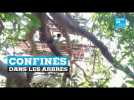 Coronavirus : en Inde, des habitants se confinent dans les arbres