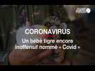 Coronavirus : un bébé tigre encore inoffensif nommé « Covid »