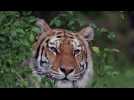 Etats-Unis : un tigre testé positif au coronavirus dans un zoo de New York