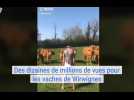 BOULONNAIS : Des millions de vues pour les vaches de Wirwignes