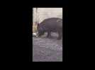 Brunémont : cochon sino-vietnamien se promène dans les rues