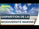 La biodiversité marine européenne, en voie de disparition ? | Futura