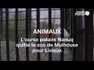 L'ourse polaire Nanucq quitte le zoo de Mulhouse pour Lisieux