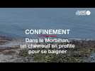 En période de confinement, un chevreuil en profite pour se baigner dans le Morbihan