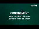 Confinement : des requins pèlerins dans la rade de Brest