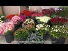 Comment sauver la production de pivoine française ?