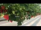 Production de fraises à la ferme Boutin à Hermaville