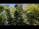 Les beaux jours - Le bambou (suite)