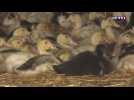 Coronavirus : l'inquiétude des acteurs de la filière foie gras