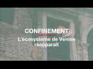 Confinement : l'écosystème diversifié de Venise réapparaît