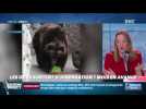 Objectif Terre : Les ours sortent d'hibernation un mois en avance - 12/03