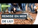 Lily la tortue est retournée à l'eau | Futura