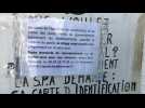 Coronavirus: les adoptions à la peine à la SPA de Lorient