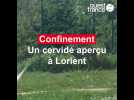 Confinement. Un cervidé aperçu à Lorient