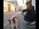 A la rencontre des promeneurs de chiens