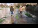 Inondations : Des éleveurs avec des vaches cernées par les eaux (Aire-sur-la-Lys)