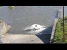 Antoing Darse sauvetage poissons 1