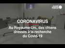 Au Royaume-Uni, des chiens dressés à la recherche du coronavirus