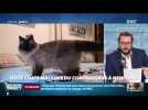 #Magnien, la chronique des réseaux sociaux : Deux chats malades du coronavirus à New York - 23/04