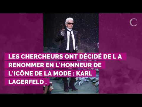 VIDEO : Karl Lagerfeld : des scientifiques baptisent une araigne  so...