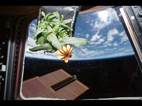 VIDEO : Dcouvrez le potager de l'espace