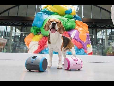 VIDEO : Le robot, bientt le meilleur ami du chien