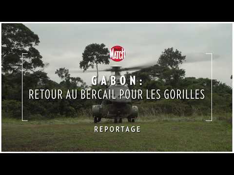 VIDEO : Gabon : Retour au bercail pour les gorilles