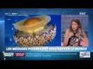 La chronique de Nina Godart : Les méduses pourraient bien sauver le monde - 24/07