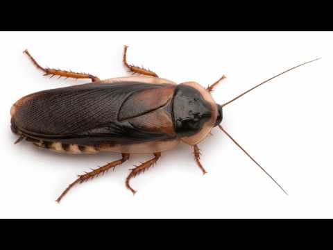 VIDEO : How Cockroaches Are Becoming Invincible