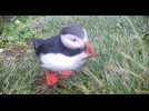 Les oiseaux de mer aussi savent utiliser des outils | Futura