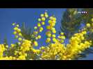 Le mimosa, en pleine période de floraison sur la Côte d'Azur