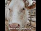 Salon de l'agriculture 2020 : Idéale, la vache égérie du Charolais, emblème d'un secteur en crise