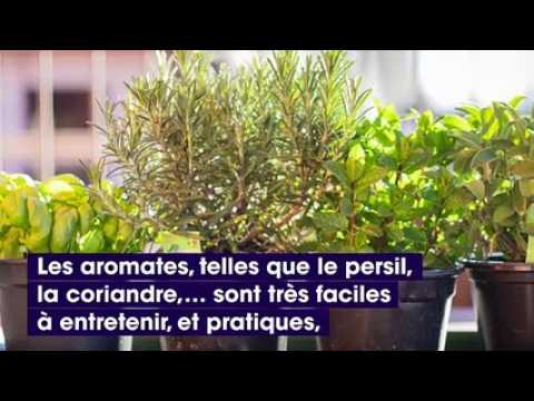 VIDEO : Ces plantes  avoir sur son balcon pour un potager idal