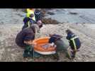 Un dauphin échoué sur une plage du Finistère chouchouté et sauvé par les pompiers