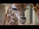 Rare baby giraffe makes public debut at Czech zoo