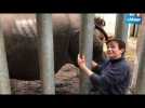 Zoo La Flèche rhinocéros indiens