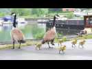 L'image mignonne du jour : la famille Bernaches en promenade...