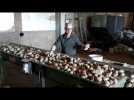Crochte : vente de pommes de terre en direct