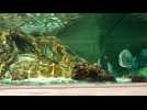 Le Grand Aquarium de Saint-Malo rouvre au public!