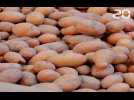 Le coronavirus pèse sur producteurs de patates nordistes