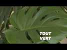 Ils soignent les plantes délaissées pendant le confinement