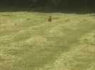 Cet agriculteur sauve Bambi d'une mort certaine
