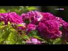 Zoom sur les jardins du Val de Loire