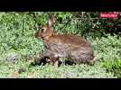 Les lapins pullulent aux portes de Montpellier