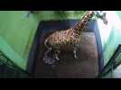 Bali zoo names newborn baby giraffe 'Corona'
